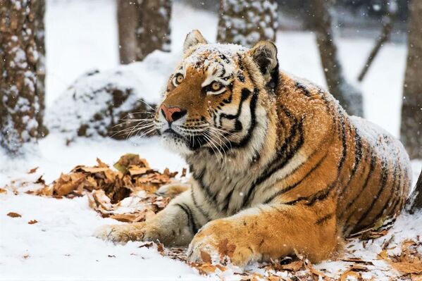 Численность представителей каспийского тигра в XIX столетии составляла порядка 10 тысяч, а уже во второй половине XX века туранский тигр был полностью истреблен. - Sputnik Казахстан