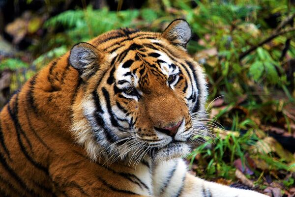 Сохранились свидетельства о массивности каспийских тигров (до 224 сантиметров в длину и массе тела до 240 килограммов) и выносливости: животные с легкостью преодолевали до 100 километров пути в день. - Sputnik Казахстан