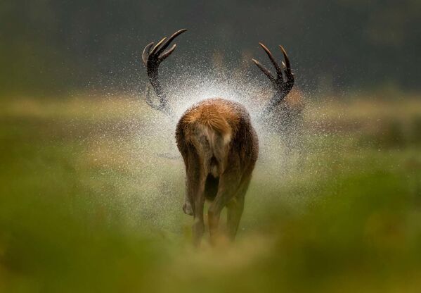 Снимок After the rain британского фотографа Danny Green, победивший в категории Mammals конкурса European Wildlife Photographer of the Year 2021 - Sputnik Казахстан