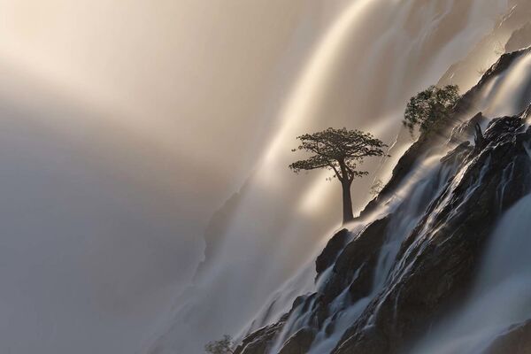 Снимок The tree of life швейцарского фотографа Anette Mossbacher, победивший в категории Landscapes конкурса European Wildlife Photographer of the Year 2021 - Sputnik Казахстан
