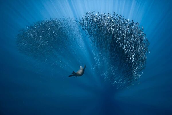 Снимок Water ballet французского фотографа Fabrice Guerin, победивший в категории The Underwater World конкурса European Wildlife Photographer of the Year 2021 - Sputnik Казахстан