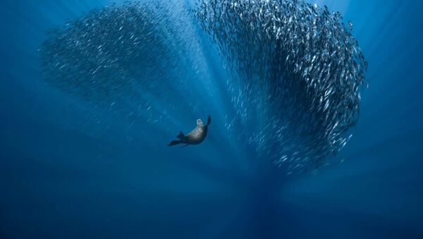 Снимок Water ballet французского фотографа Fabrice Guerin, победивший в категории The Underwater World конкурса European Wildlife Photographer of the Year 2021 - Sputnik Қазақстан