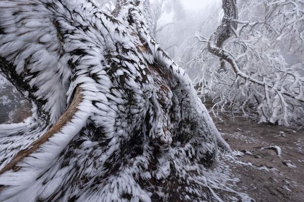 Снимок Hoarfrost немецкого фотографа Tobias Richter, победивший в категории Plants and Fungi конкурса European Wildlife Photographer of the Year 2021 - Sputnik Казахстан