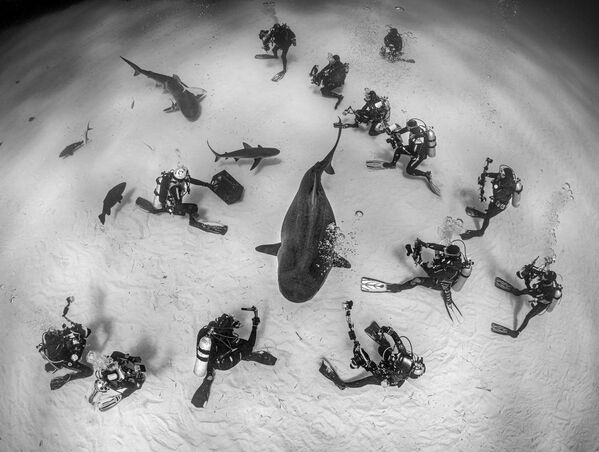 Снимок Diving and species conservation шведского фотографа Magnus Lundgren, победивший в категории Men and Nature конкурса European Wildlife Photographer of the Year 2021 - Sputnik Казахстан