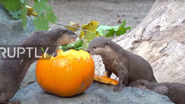 В гамбургском зоопарке празднуют Хэллоуин тыквенным пиршеством - видео - Sputnik Казахстан