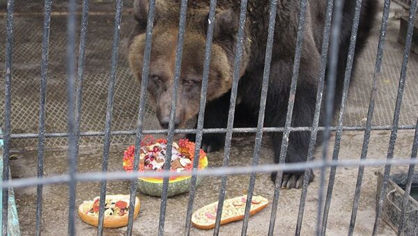 Медведь в биоцентре Семея - Sputnik Казахстан