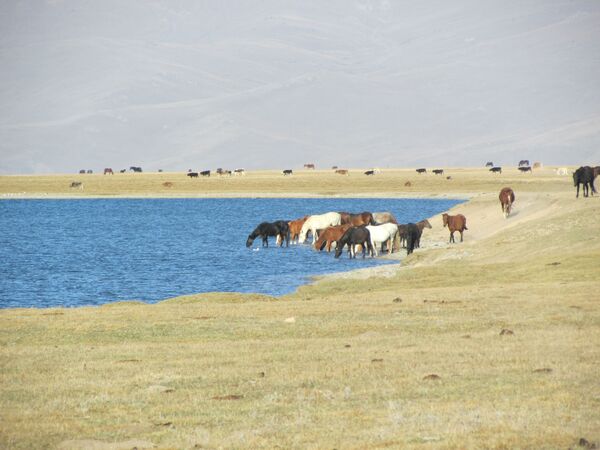 Лошади на водопое на летнем пастбище (джайлоо) Сон-Кол в Нарынском районе - Sputnik Казахстан