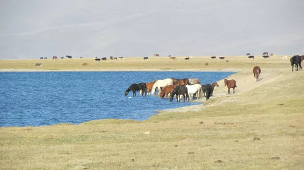 Лошади на водопое на летнем пастбище (джайлоо) Сон-Кол в Нарынском районе - Sputnik Қазақстан