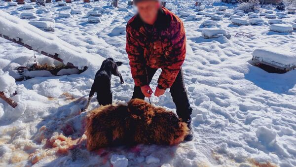 Браконьер в Восточном Казахстане убил и съел медведя - Sputnik Казахстан