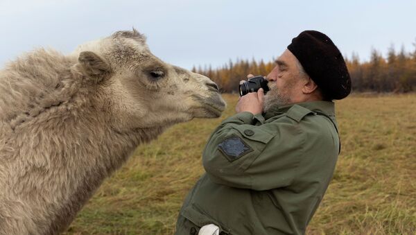 66-летний Сергей Зимов, ученый, работающий на Северо-восточной научной станции России, пытается сфотографировать верблюда в плейстоценовом парке недалеко от города Черский, Республика Саха, Россия - Sputnik Казахстан