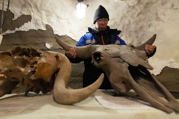 Ученый Николай Башарин держит череп быка в подземной лаборатории вечной мерзлоты Института мерзлотоведения им. Мельникова в Якутске - Sputnik Казахстан