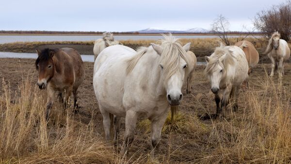 Лошади на территории Плейстоценового парка недалеко от города Черский, Республика Саха (Якутия), Россия - Sputnik Казахстан