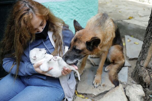 Овчарка стала мамой для новорожденных львят - Sputnik Казахстан