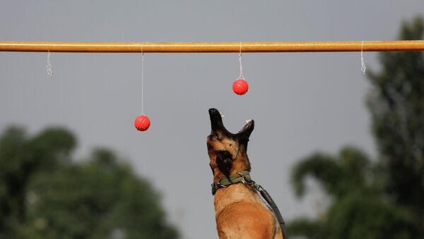 Полицейская собака участвует в конкурсах на празднике в Непале - Sputnik Казахстан