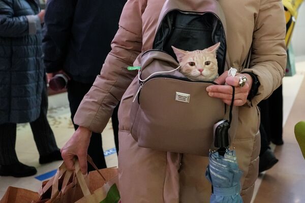 Женщина идет за покупками, неся кота в сумке - Sputnik Казахстан