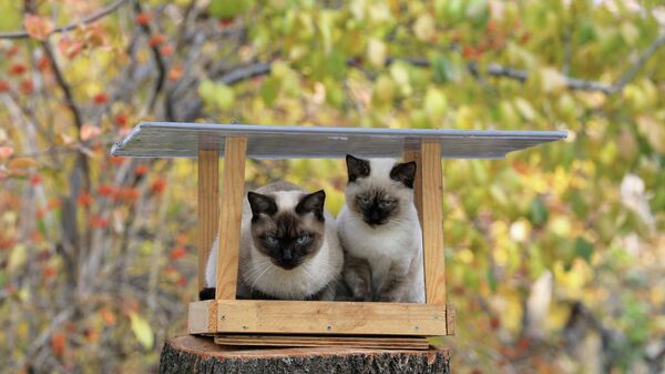 Кошка с котенком сидят в кормушке для птиц  - Sputnik Казахстан