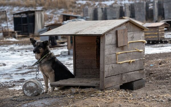 Прорыв дамбы в поселке Мынбаево. Собака у будки - Sputnik Казахстан