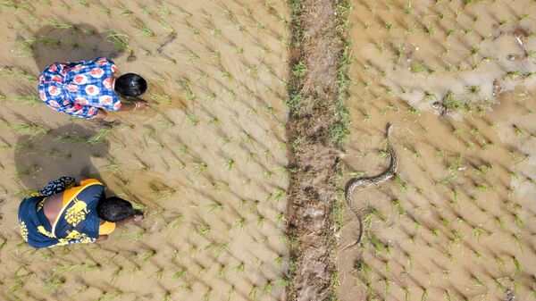 Знаете ли вы, что ежегодно в Индии от укусов змей умирает около 58 000 человек? Вот одна из Большой четверки — гадюка Рассела — пробирается через рисовое поле, в то время как женщины продолжают выполнять свою работу. Большая четверка относится к четырем видам ядовитых змей, от укусов которых чаще всего умирают люди. Фотография Разделенная земля (This Divided Land) фотографа Гнанешвара стала финалистом в категории Conservation Issues. - Sputnik Казахстан