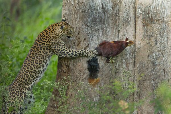 Самка леопарда спокойно спала на дереве, когда ее разбудили тревожные крики малабарской гигантской белки. Заметив грызуна, она начала атаку, преследуя белку вокруг ствола дерева, и, в конце концов, поймала ее. Искусно маневрируя в своей среде обитания, леопарды могут с легкостью перепрыгивать с одного дерева на другое. Снимок Tag, You Are It! фотографа Приянки Рахут Митры стал победителем в категории Animal Behaviour. - Sputnik Казахстан