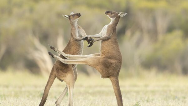Снимок Missed австралийского фотографа Lea Scaddan, высоко оцененный в конкурсе 2021 The Comedy Wildlife Photography Awards - Sputnik Қазақстан