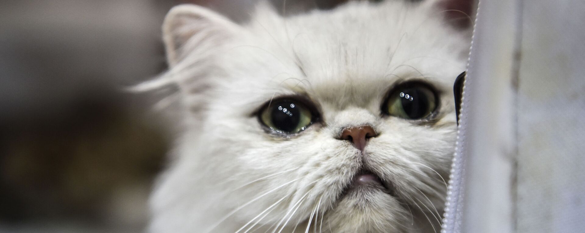 Кошка породы экзотическая короткошерстная на котошоу в Стамбуле  - Sputnik Казахстан, 1920, 03.03.2022