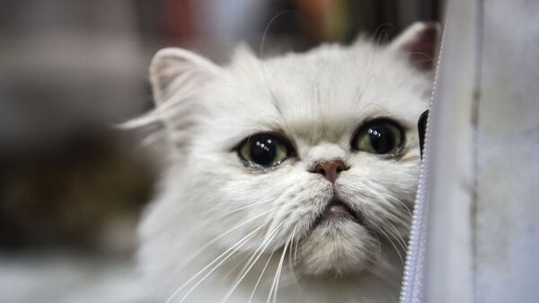 Кошка породы экзотическая короткошерстная на котошоу в Стамбуле  - Sputnik Казахстан