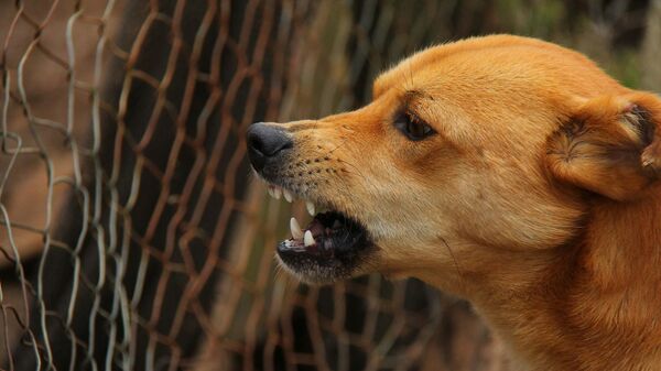 Собака, иллюстративное фото - Sputnik Казахстан