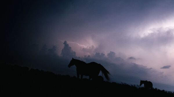 Лошади во время грозы в штате Луизиана  - Sputnik Казахстан