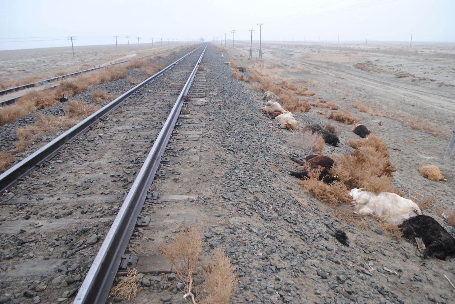 Стадо коз попало под поезд в Атырауской области - Sputnik Қазақстан, 1920, 01.02.2022