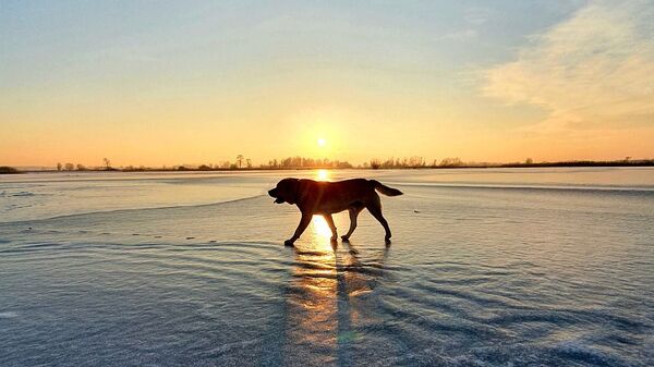 Собака на льду - Sputnik Казахстан