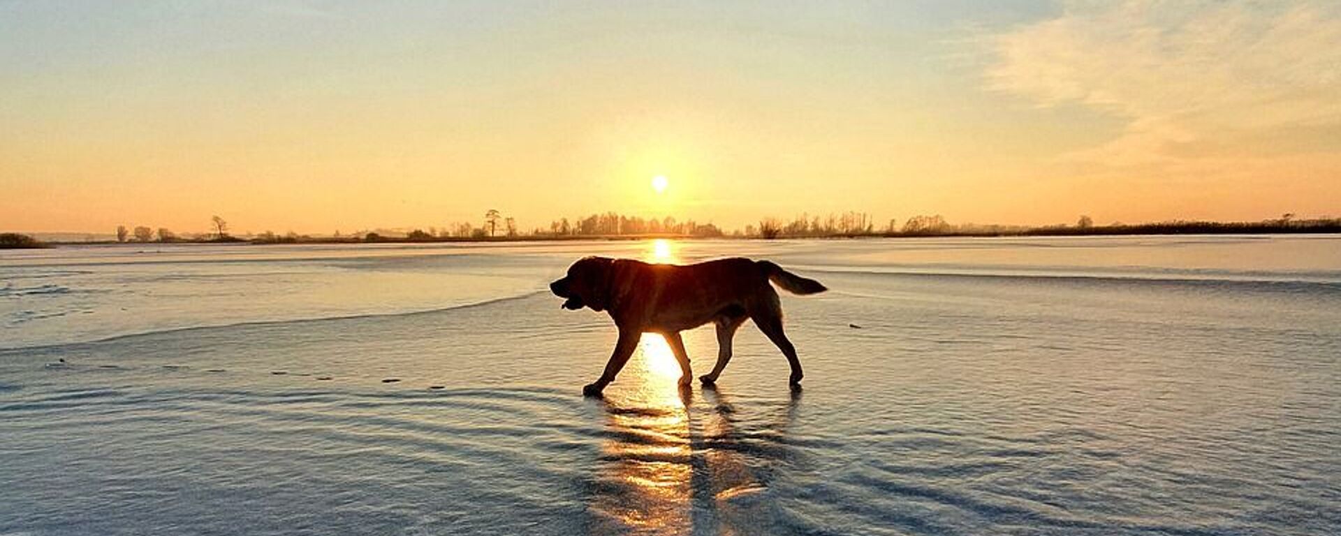 Собака на льду - Sputnik Казахстан, 1920, 25.03.2022