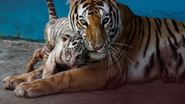 Белый тигренок Янек играет со своей матерью в Национальном зоопарке в Гаване - Sputnik Казахстан