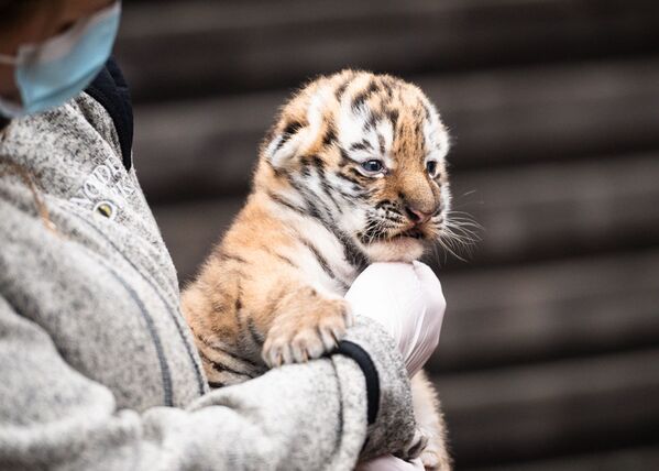Амурский тигрёнок Алмаз, родившийся от тигрицы Спарты, спасенной в Приморье 14 лет назад. - Sputnik Казахстан