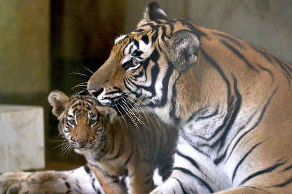 Бенгальский тигренок со своей матерью в вольере в зоопарке Дакки.  - Sputnik Казахстан