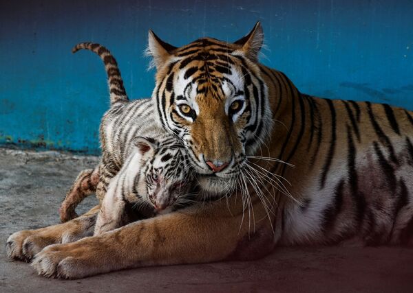 Белый тигренок Янек играет со своей матерью в Национальном зоопарке в Гаване. Здесь впервые за 20 лет появились тигрята.  - Sputnik Казахстан