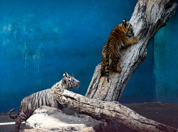 Тигрята, родившиеся в зоопарке Гаваны, играют друг с другом.  - Sputnik Казахстан