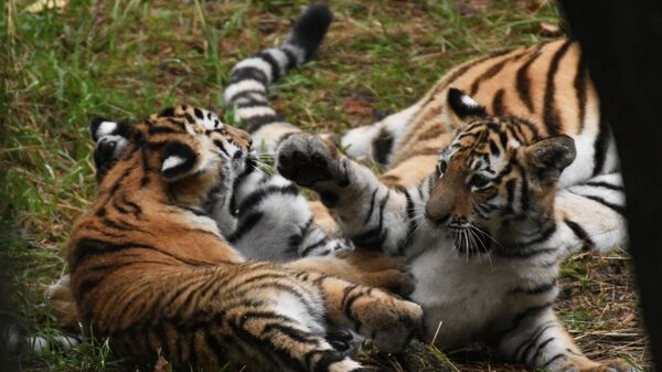 Амурские тигрята в Приморском сафари-парке - Sputnik Казахстан