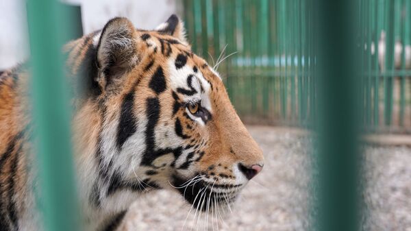 Тигр в вольере - Sputnik Казахстан