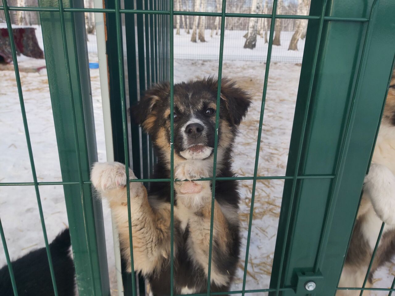 Приют европейского уровня для бездомных животных построил меценат в  Петропавловске