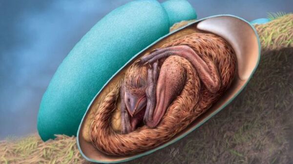Модель найденного яйца динозавра с сохранившимся эмбрионом - Sputnik Казахстан