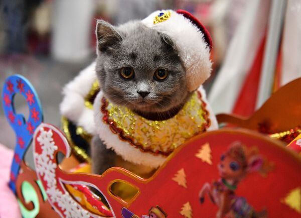 Котенок породы британская в костюме Деда Мороза на выставке КоШарики Шоу в Москве. - Sputnik Казахстан