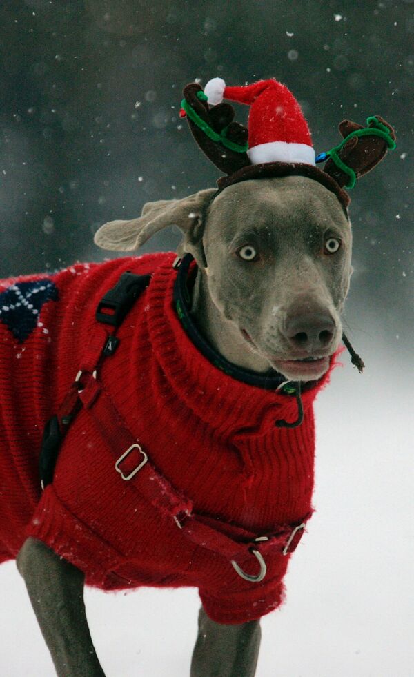 А вот дымчатая собака из Бостона по имени Кейси с удовольствием играет в снегу, нарядившись в рождественский свитер и шапочку с оленьими рожками.  - Sputnik Казахстан