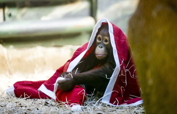 Детеныш орангутанга еще не решил, идет ли ему наряд Санты или нет. Он примеряет рождественский костюм в зоопарке Двур Кралове-над-Лабем, в 146 километрах к востоку от Праги.  - Sputnik Казахстан
