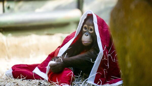 Детеныш орангутанга играет с рождественским костюмом в зоопарке Двур Кралове-над-Лабем, Чехия  - Sputnik Қазақстан