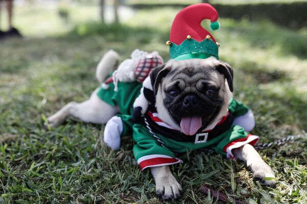 Очаровательная собака в рождественском костюме на конкурсе собачьей моды в Лиме, ​​Перу.  - Sputnik Казахстан