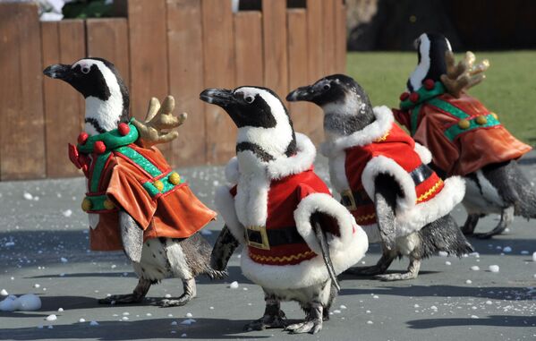 Почти как в кино! Пингвины, одетые в костюмы Санта-Клауса, шествуют во время рекламного мероприятия в парке развлечений Everland в Йонгине, к югу от Сеула.  - Sputnik Казахстан
