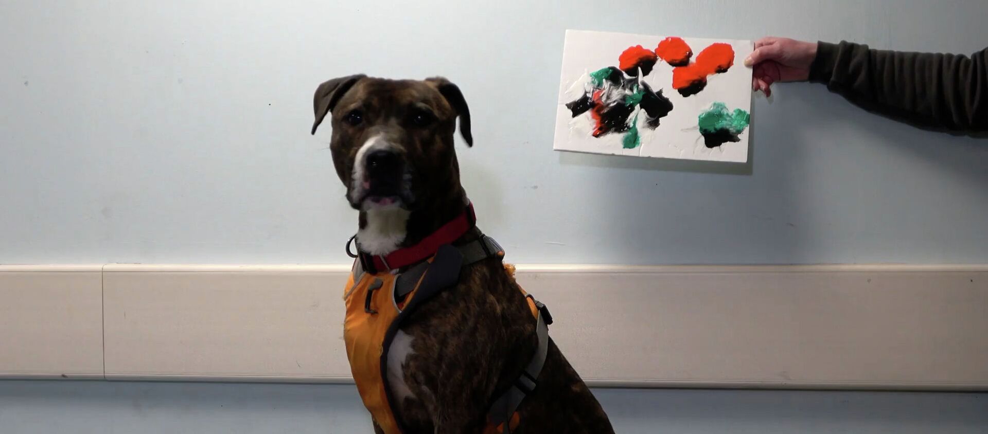 Бэнкси рисует за еду: необычный четвероногий художник ищет дом - видео  - Sputnik Казахстан, 1920, 27.12.2021