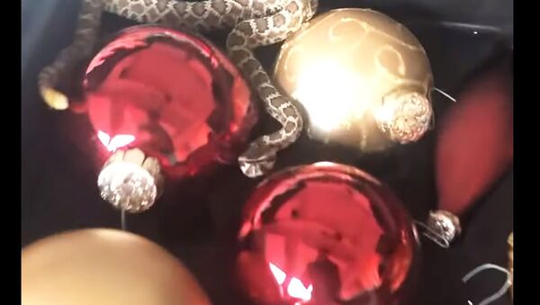 Новогодний сюрприз: женщина обнаружила в елочных игрушках живую змею - видео - Sputnik Казахстан