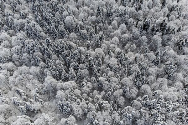 Зимний лес на плато Лаго-Наки в Адыгее. - Sputnik Казахстан