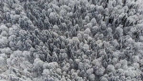 Зимний лес на плато Лаго-Наки в Адыгее - Sputnik Казахстан